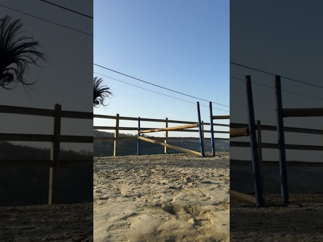 Entire KWPN Dutch Warmblood For sale 2024 Dark Bay