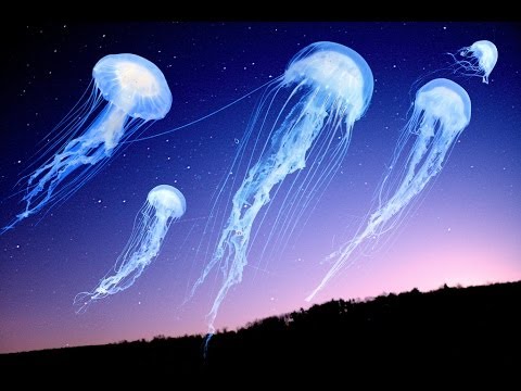 Shpongle - How the Jellyfish Jumped Up the Mountain [Music Video]
