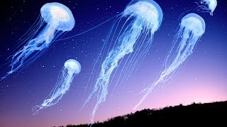 Shpongle - How the Jellyfish Jumped Up the Mountain [Music Video]