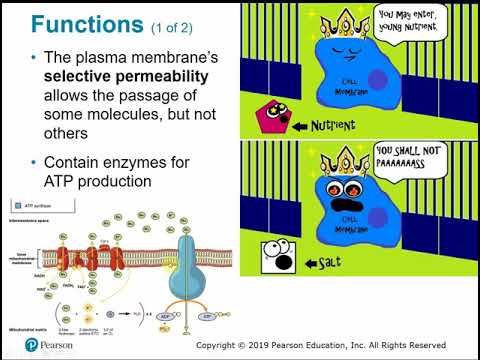 2117 Chapter 4 Part B - Functional Anatomy of Prokaryotic and Eukaryotic Cells