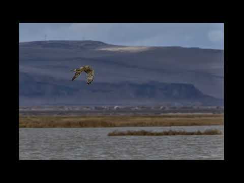 Hawk Flying over Summer Lake
