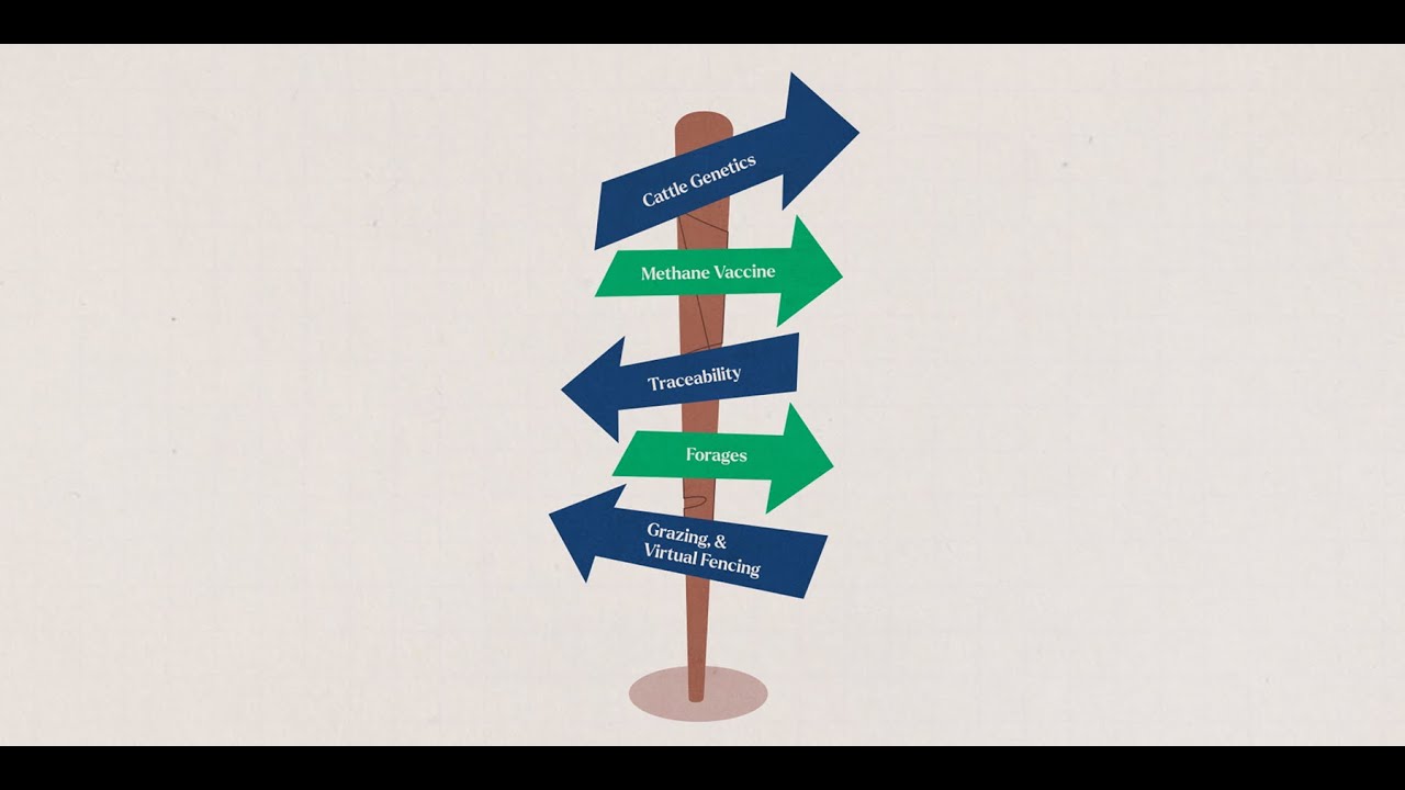 Can Cattle Help the Climate? Inside the Future of Sustainable Livestock | Bezos Earth Fund