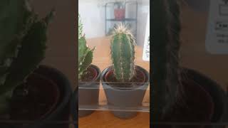 Cactus from IKEA