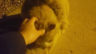 【海外動画】公園の猫