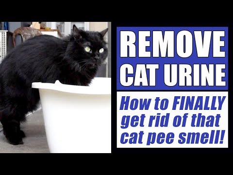 How To Remove Cat Urine Smell COMPLETELY!