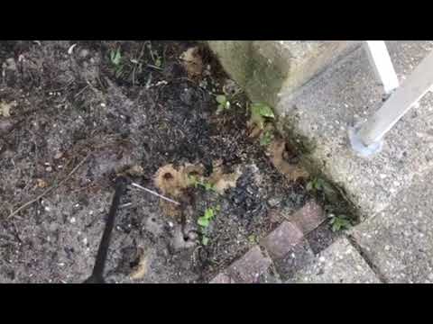 Ground Bees Make Home in Landscape Bed in Whiting, NJ