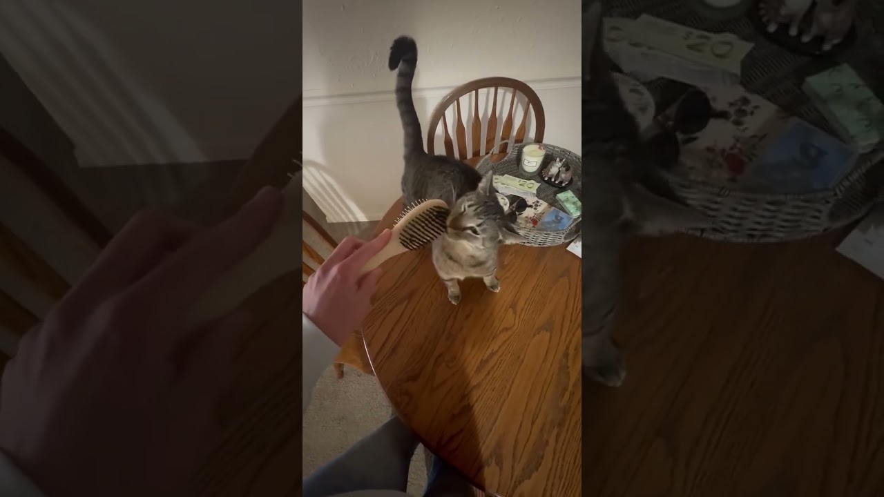 Enlarge Izzie, a Adoptable Domestic Short Hair in Shawnee, KS video 6/6