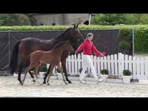 Eckhardt x Belissimo M