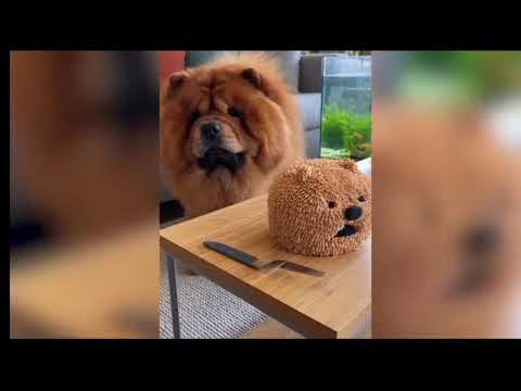 dog reaction to cake cutting #shortsfeed #shorts #shortvideo