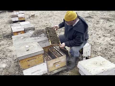 Results: Wintering 2 queen hive