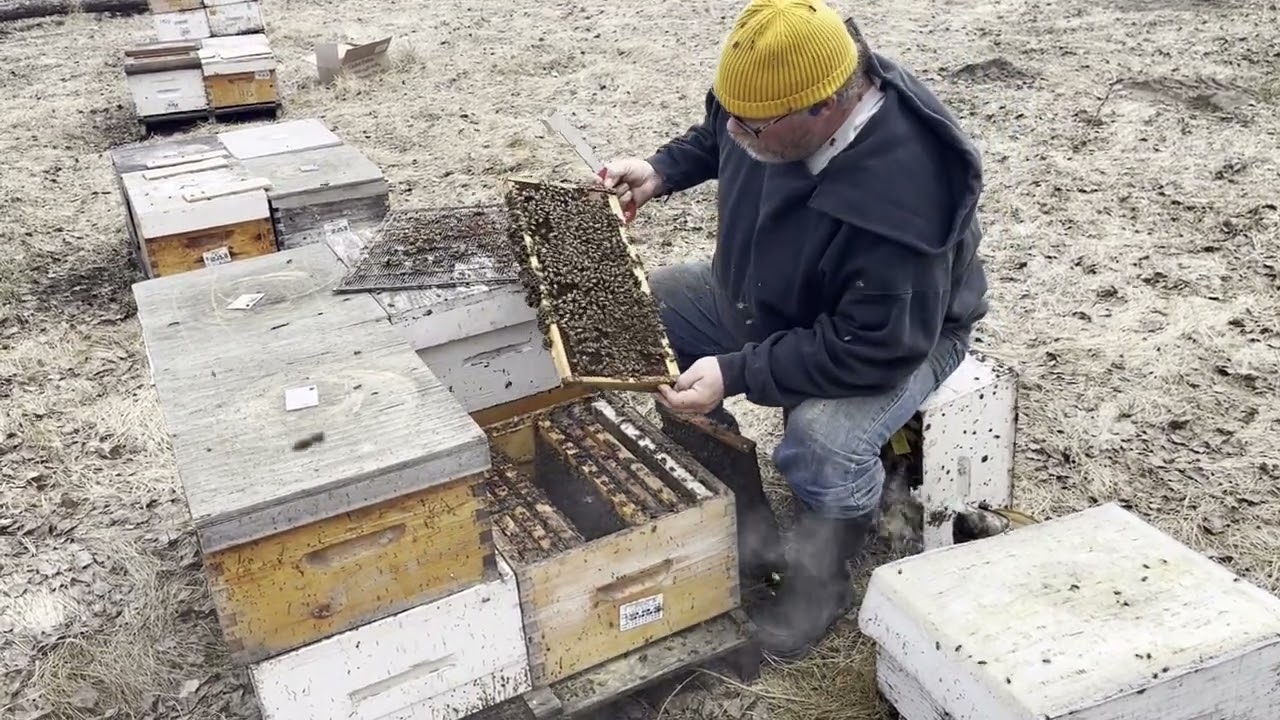 Results: Wintering 2 queen hive