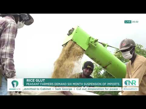 Farmers Demand Halt on Rice Imports to Protect Local Production
