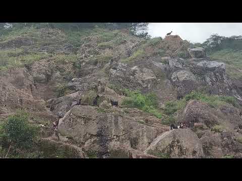 ABOUT ADRIANUS VINICIUS ORTEGA ROJAS SPEAKING ABOUT THE YOUNG GOATS IN PALTAS LOJA, ABOUT AVOR PATER