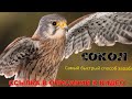 Заработать быстро и много ⭐ Вакансии на дому бишкек ⚪