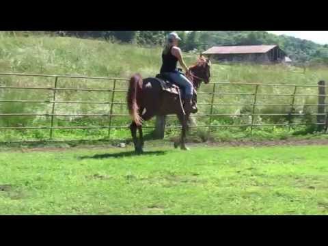 Magnum psky (Magnum Psyche X SA Karni )