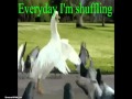 Goose shuffling 