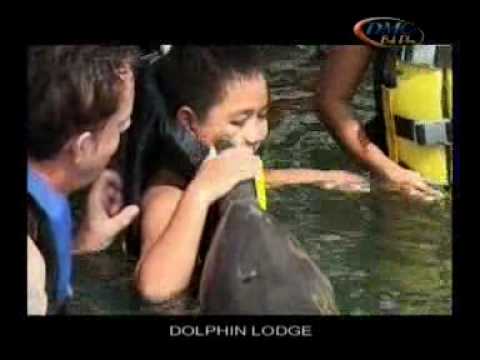 Bali Dolphin Tour | Swimming with dolphins in Bali!