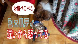 【シェルティ】遅いから怒ってる【フランス田舎暮らし🇫🇷】#犬の散歩 #賢い犬 #犬のいる暮らし #シェルティ
