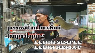 Download lagu merawat buxtoni tanpa doping - rawatan pleci mp3
