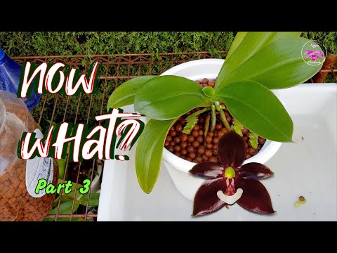 Make your Repot COUNT! Post-Repotting Orchid Care: Tips & Keys to Success Care Guide #ninjaorchids