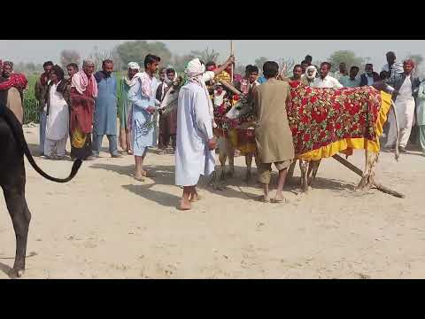 Culture of Sindh dago per pera at bhallaran jo mailo