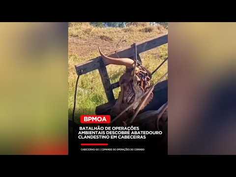 PM AMBIENTAL IDENTIFICA ABATEDOURO CLANDESTINO EM CABECEIRAS