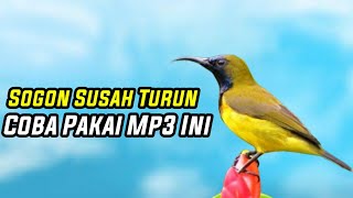 Download lagu MP3 Suara Pikat Sogon Cukup Hitungan Menit Langsung Turun mp3