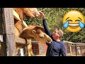 Unexpected ANIMALS Attack On Humans Funny Animals Moments PETASTIC