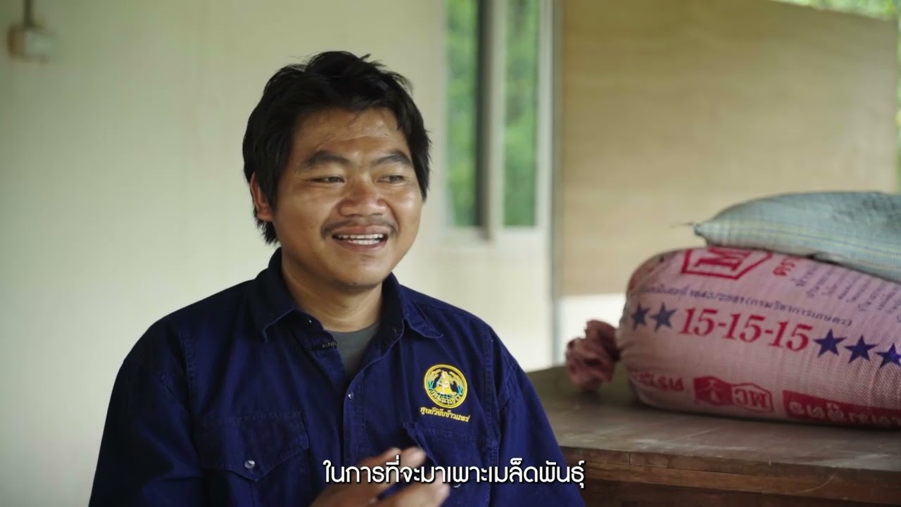 การเพิ่มประสิทธิภาพการผลิตและการใช้ประโยชน์จากข้าวบนพื้นที่สูง