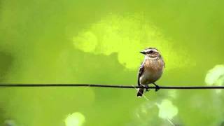 Johnny Cash - Bird on Wire.avi