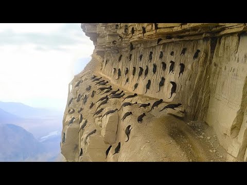 Japan Brought Snake Killers to the Island 25 Years Later, Everyone Was Shocked