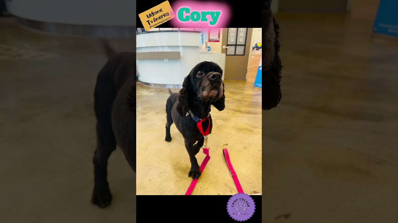 Enlarge Cory, a ADOPTABLE Cocker Spaniel in South San Francisco, CA video 5/5