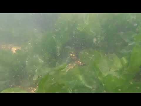 PEZ AGUJA LEPTONOTUS, PLAYA VERDE, MALDONADO, URUGUAY