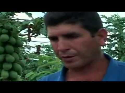 amazing vegetable on hydroponic and bruit farming system 33