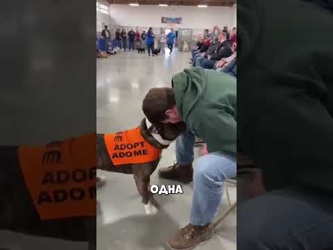 В этой комнате собаки сами выбирают хозяина #shorts