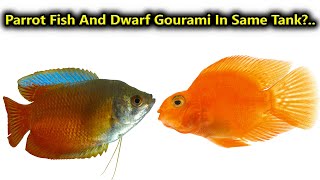 Dwarf Gourami And Parrot Fish In Same Tank?... / Fish Aquarium Tamil