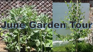 Early June Garden Tour/ Update (AMAZING PROGRESS)