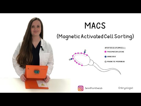 MACS Sperm (Magnetic Activated Cell Sorting)