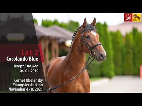 Youngster Auktion Lot 02 Cocolando Blue Hengst v.Comme il faut NRW - Orlando