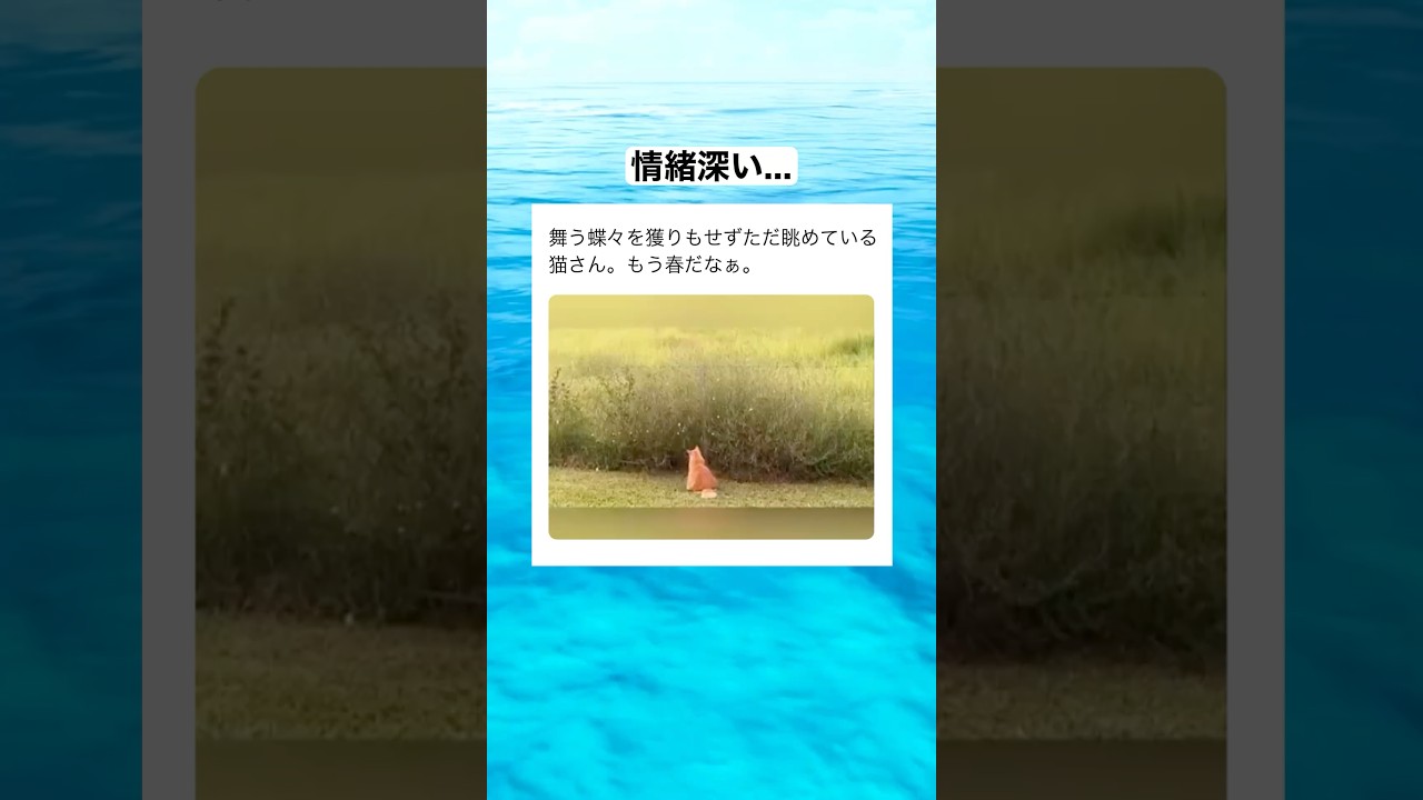 舞う蝶々を獲りもせず、ただ眺めている猫さん...　#shorts #動物 #おすすめ