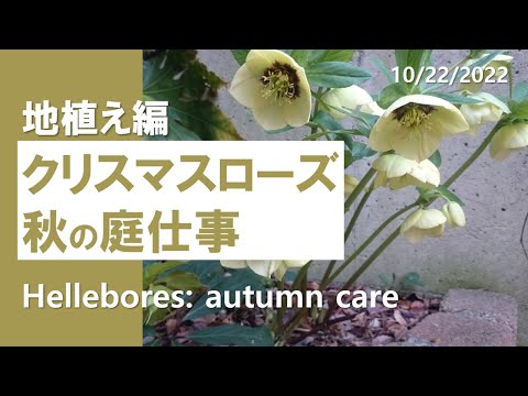 , title : 'クリスマスローズ｜地植え：植え付け・肥料｜Garden Hellebores: Autumn Care'