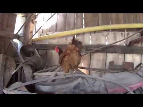 Whole lotta love - Babcia Stasia feat  Gooral