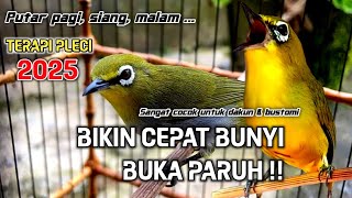 Download lagu Semua Pleci pasti Langsung Ikut Bunyi Ngalas - Terapi Pleci Agar Buka Paruh mp3