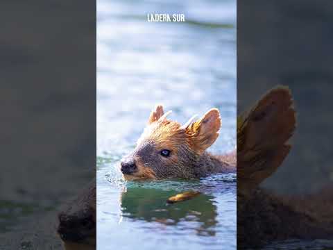 #EstáPasando Un registro que sorprende: Captan a pudú nadando en el río Maullín, Región de Los Lagos