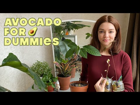 How to GROW AVOCADO in your apartment 🌱🥑