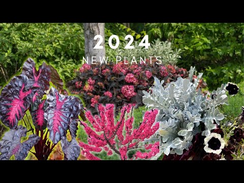 あなたの庭に素晴らしい新しい植物