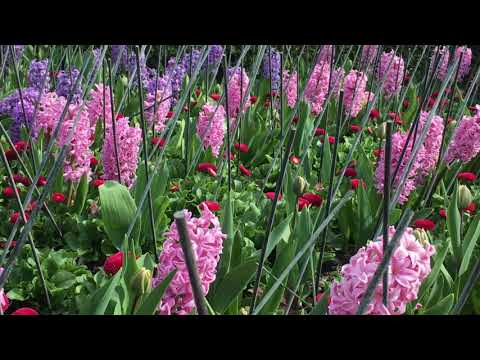 Show me how to heal by  Victor Lundberg feat. Dayon (LYRIC VIDEO)