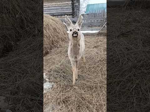 как живёт оленёнок Север