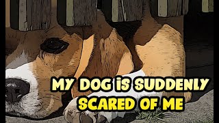 My Dog is Suddenly Scared of Me