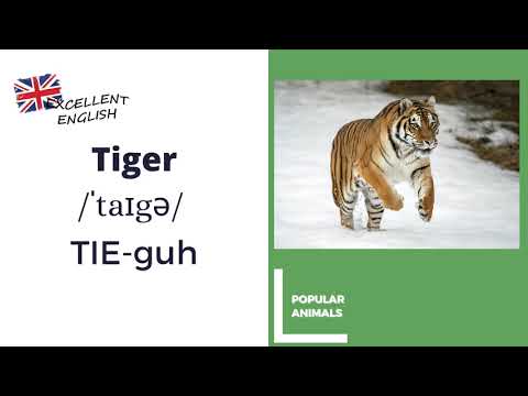How to pronounce Tiger in British English? - Animals